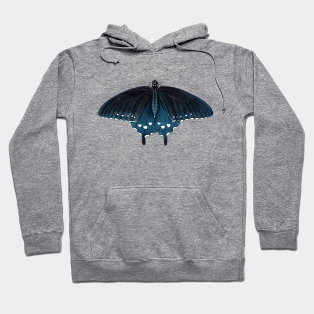 Pipevine Swallowtail Hoodie by JadaFitch